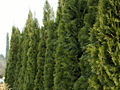 Thuja occidentalis Smaragd IMG_1415 Żywotnik zachodni